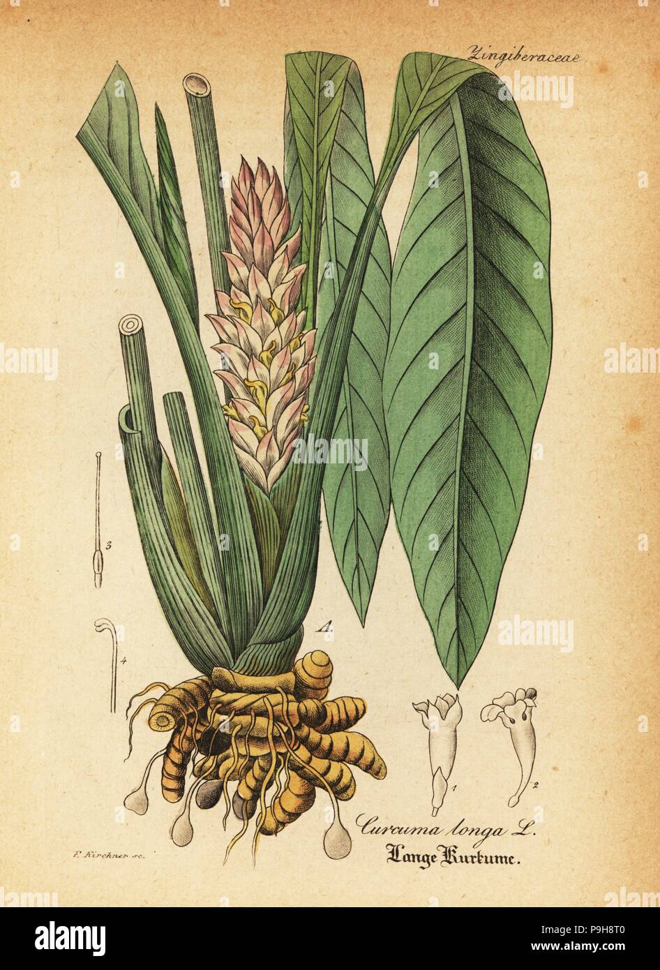 Le curcuma, Curcuma longa. La gravure sur cuivre coloriée par F. Kirchner du Dr Willibald" sammtlicher mediinisch Hand-Atlas Artus-pharmaceutischer Gewachse, (Manuel de tous les médecins-usines pharmaceutiques), Iéna, 1876. Banque D'Images