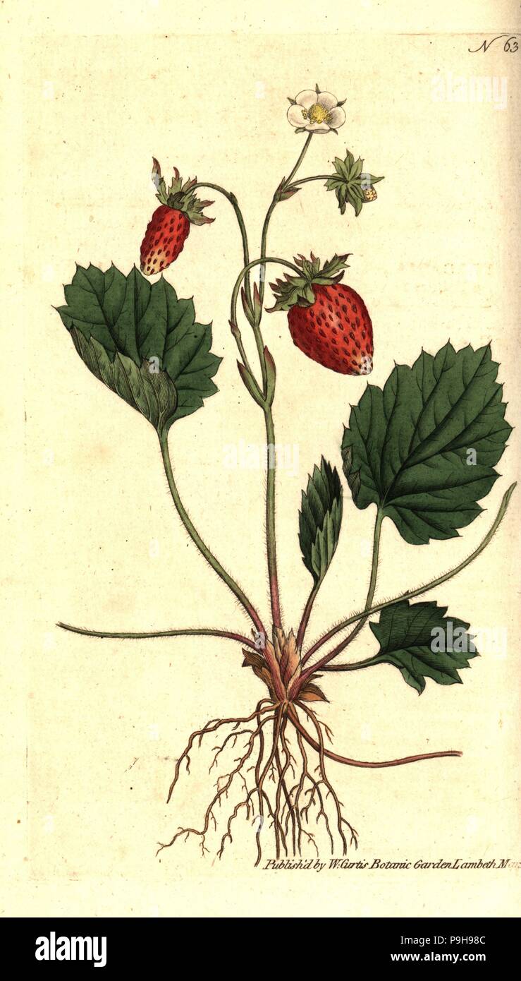 Fraise des Bois, Fragaria vesca (une fraise ou à feuilles de fraisier
