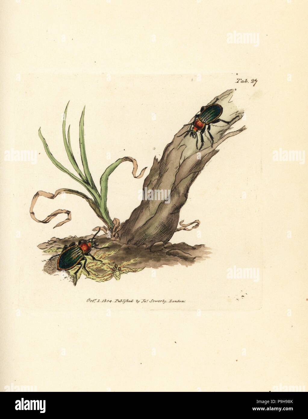 Carabus nitens beetle. La gravure sur cuivre coloriée par James Sowerby du British Miscellany, ou de couleur, de nouveaux chiffres, rares ou peu connus des animaux, Londres, 1804. Banque D'Images