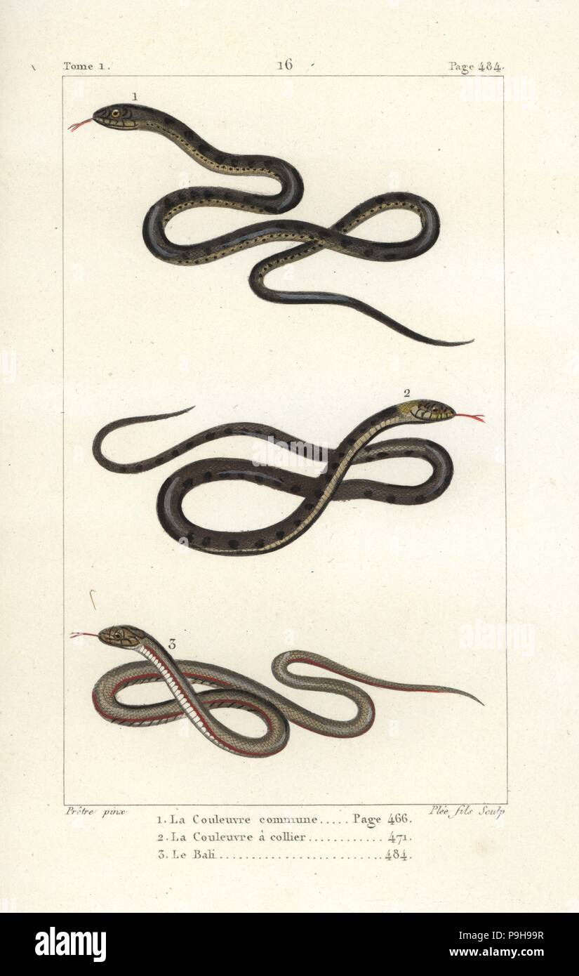 Zamenis longissimus Aesculapian snake 1, couleuvre à collier, Natrix natrix 2, et de l'Amérique du Sud, serpent étang Pseudoryx plicatilis 3. La gravure sur cuivre coloriée par Plee Jr. après une illustration par Jean-Gabriel pretre de Bernard Germain de Lacépède, Histoire naturelle des quadrupèdes ovipares, des serpents, des poissons et des cétacés, Eymery, Paris, 1825. Banque D'Images