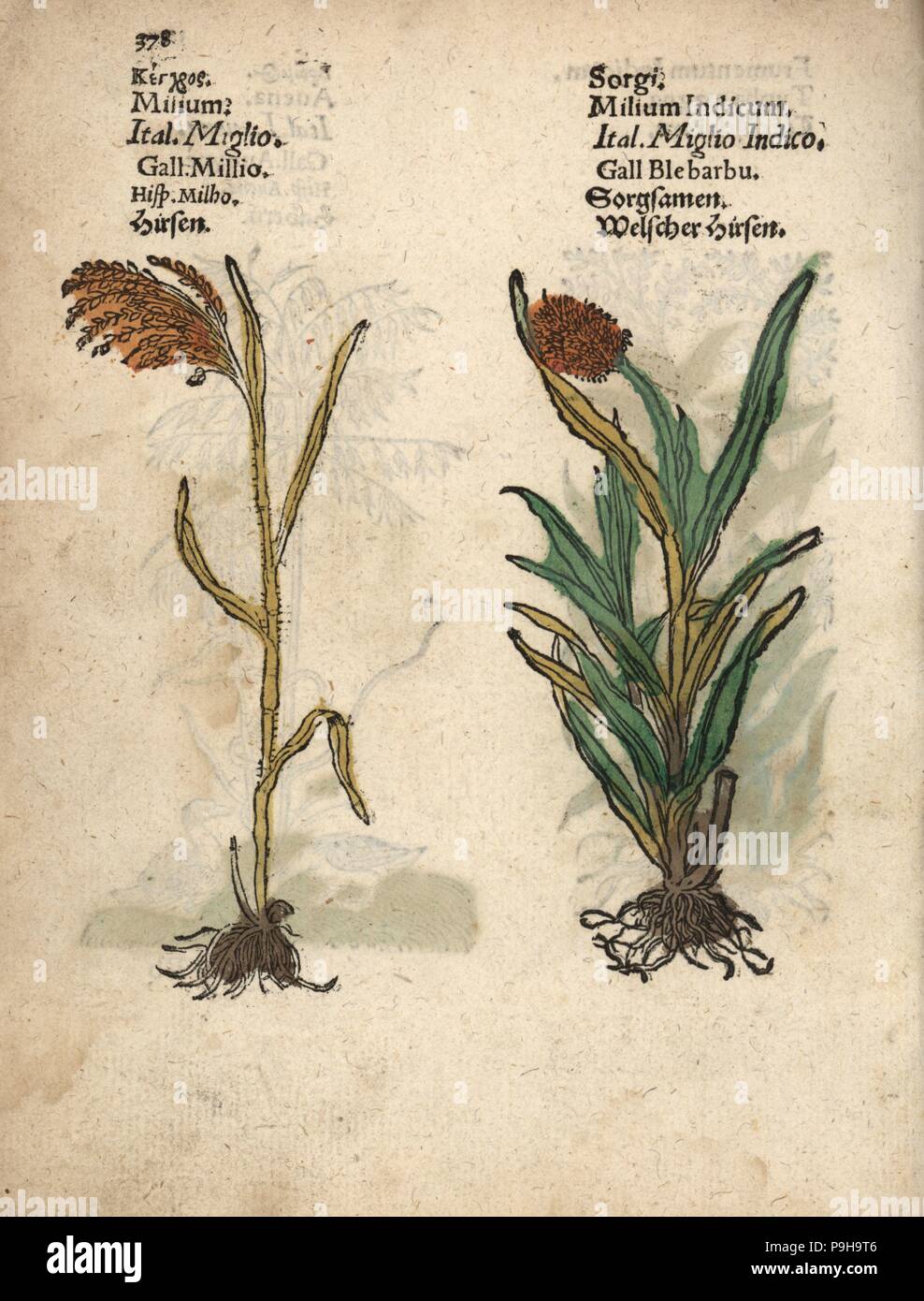 Le millet, Panicum miliaceum, et grand millet, bicolore. Gravure