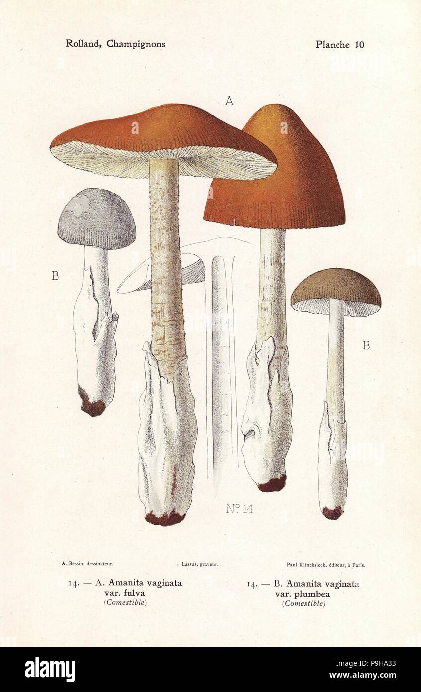 Grisette fauve, Amanita fulva et champignons champignons grisette, Aminata vaginata var. plumbea. Chromolithographie par Lassus après une illustration par A. Bessin de Léon Rolland's Guide pour les champignons de France, Suisse et Belgique, Atlas des champignons, Paul Klincksieck, Paris, 1910. Banque D'Images