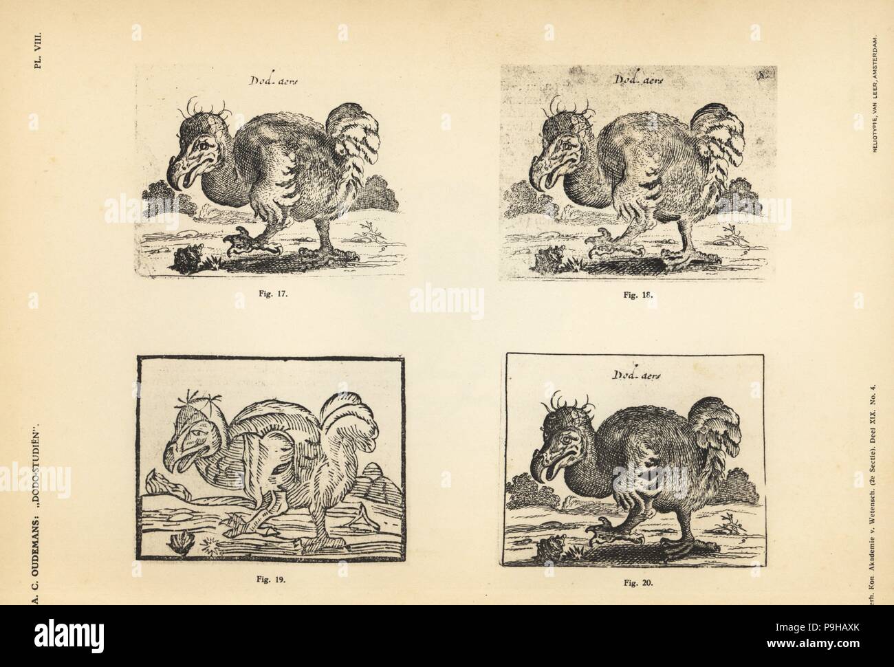 Copies de la dodo blanc par Salomon Savery, hommes : Michiel de Groot, 1682 (17), Gijsbert de Groot, 1724 (18), Isaak van der Putte, 1733 (19) et Jan Morterre, 1757 (20). Heliotype par Van Leer de Cornelis Oudemans' Dr Anthonie Études Dodo, Amsterdam, Johannes Muller, 1917. Banque D'Images