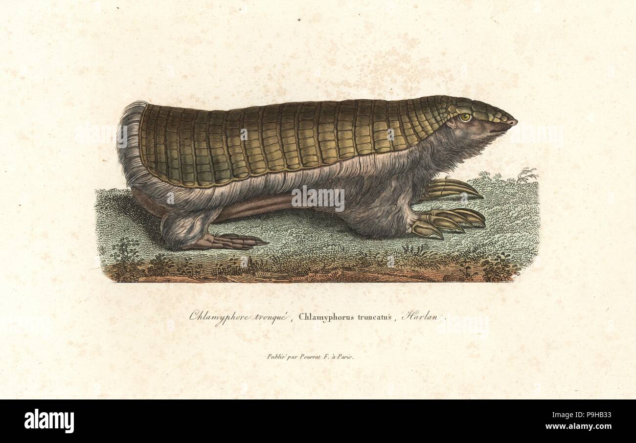 Pink Fairy armadillo ou pichiciego, Chlamyphorus truncatus. Coloriée à la gravure sur cuivre de René Primevère Lesson's complète de Buffon, Pourrat Frères, Paris, 1838. Banque D'Images