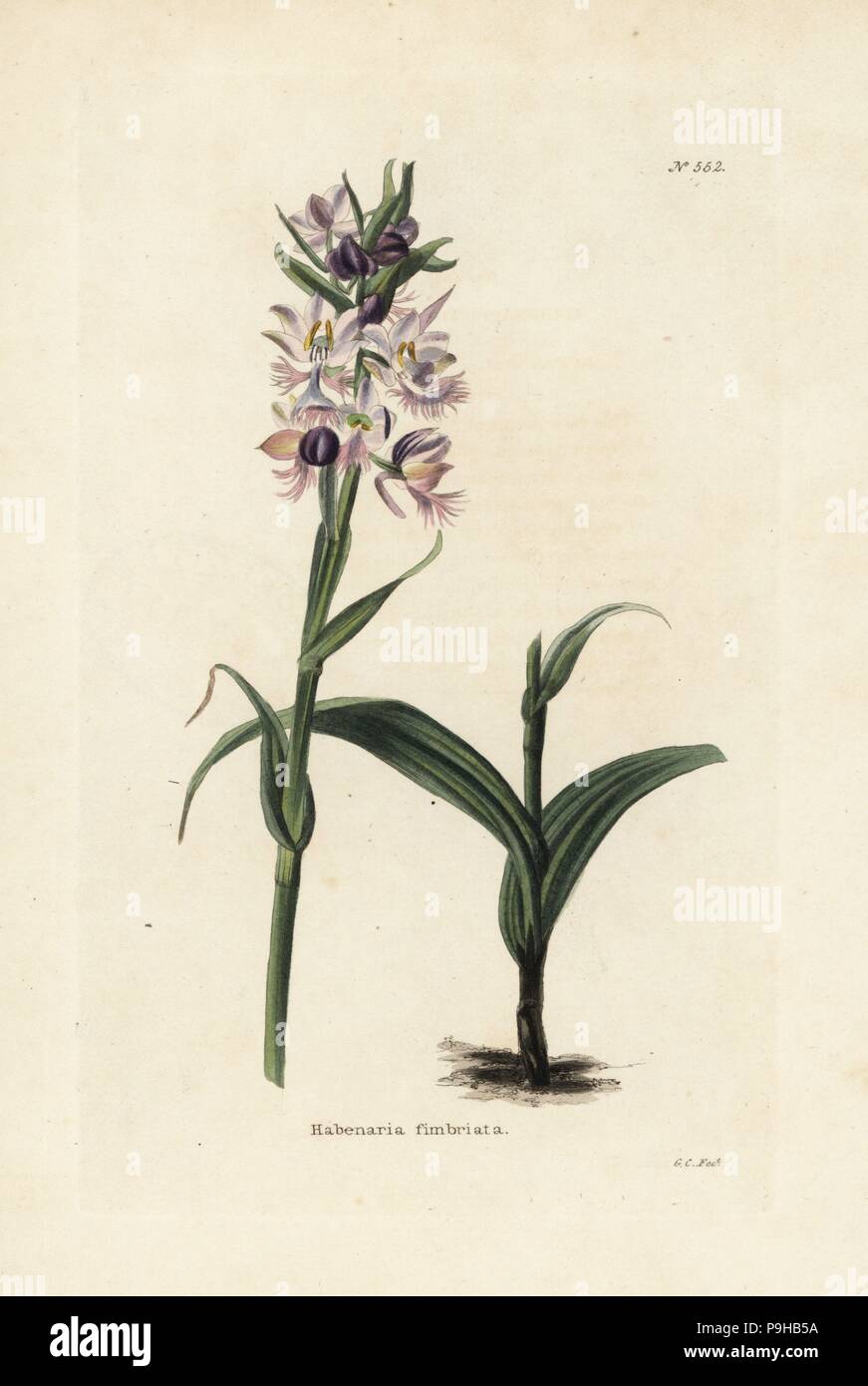 Violet plus frangée, Platanthera grandiflora (Habenaria fimbriata). La gravure sur cuivre coloriée par George Cooke de Conrad Loddiges' Botanical Cabinet, Hackney, Londres, 1821. Banque D'Images