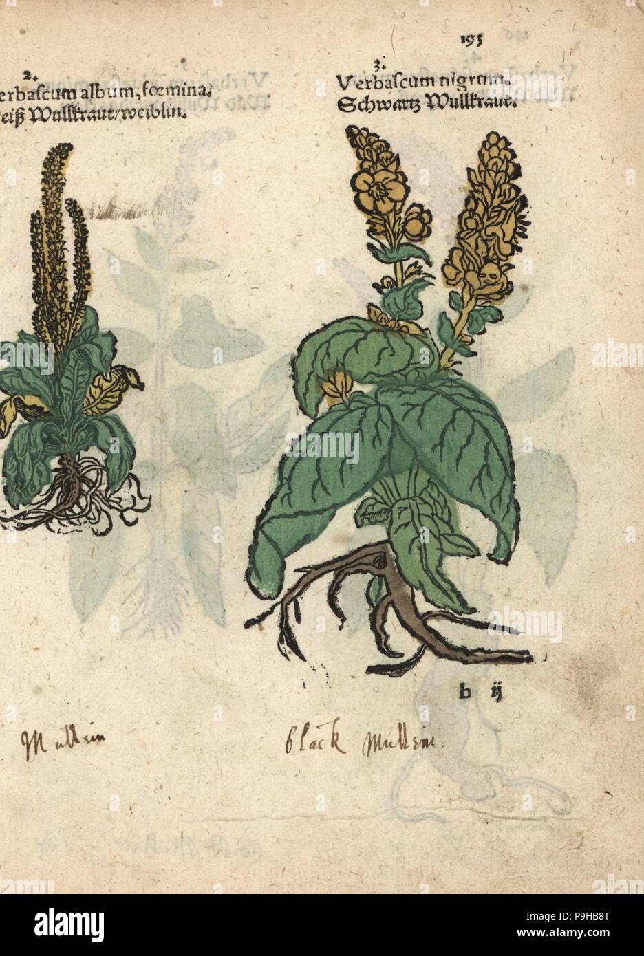 Molène, Verbascum album foemina, sombre et Molène, Verbascum nigrum. Gravure sur bois coloriée à la gravure d'une illustration botanique d'Adam Lonicer Krauterbuch's, ou de plantes médicinales, Francfort, 1557. Cette d'une édition pirate du 17e siècle ou des illustrations de l'atlas, avec légendes en latin, grec, français, italien, allemand, et en anglais manuscrit. Banque D'Images