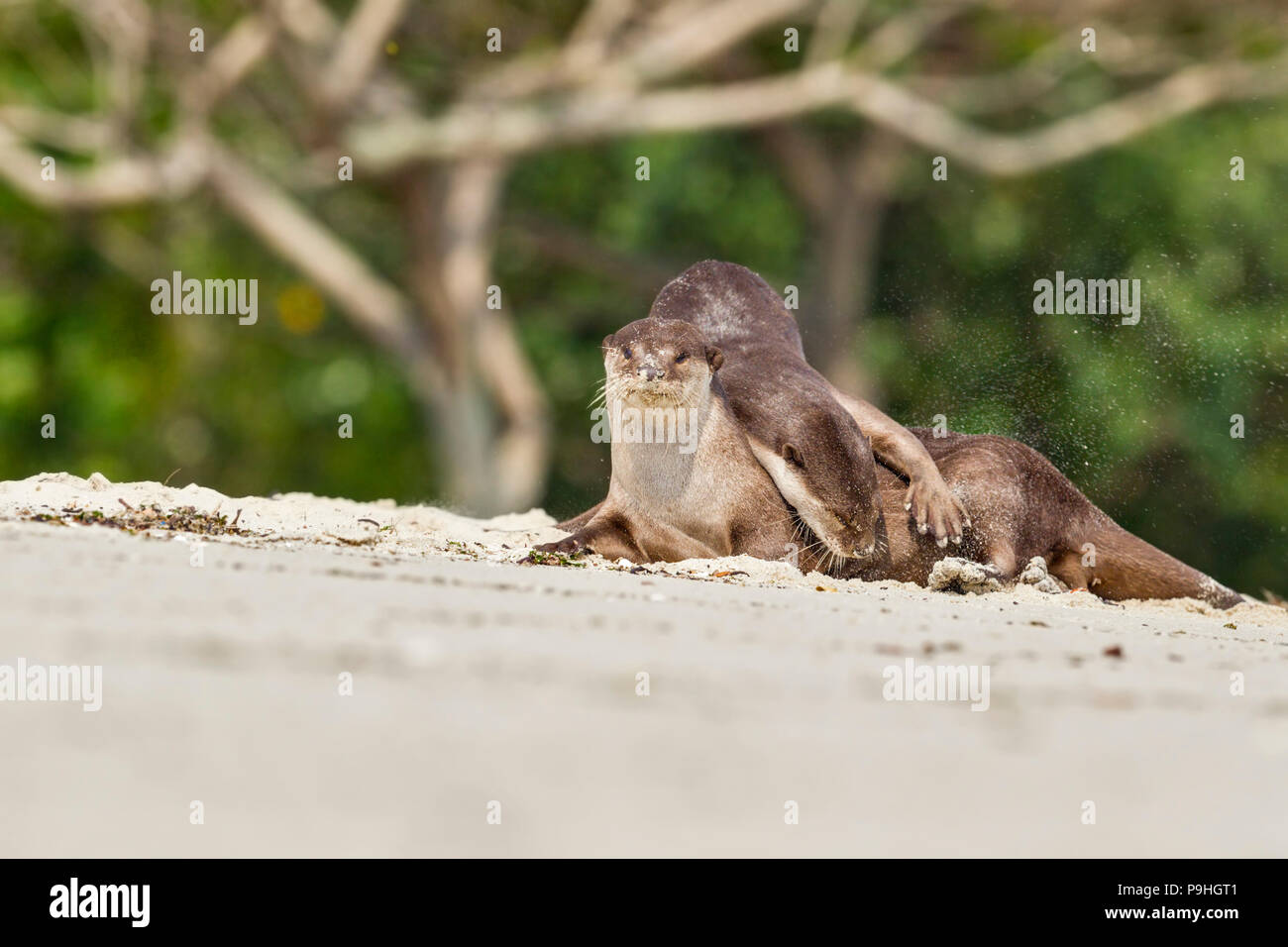 Affichage d'affection entre hommes adultes et subadultes à revêtement lisse otter , Singapour Banque D'Images