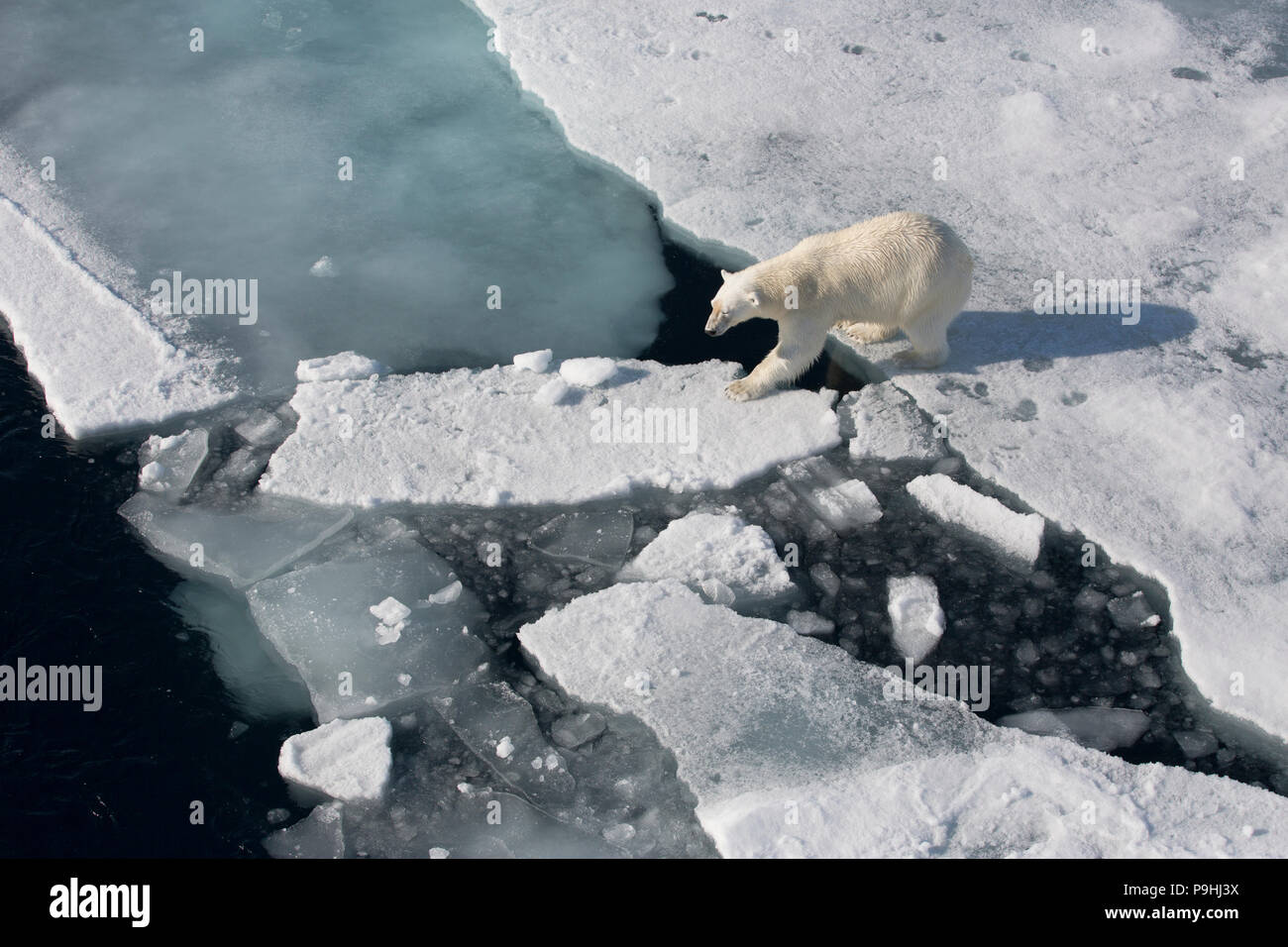 La marche de l'ours polaire sur la glace de mer Banque D'Images