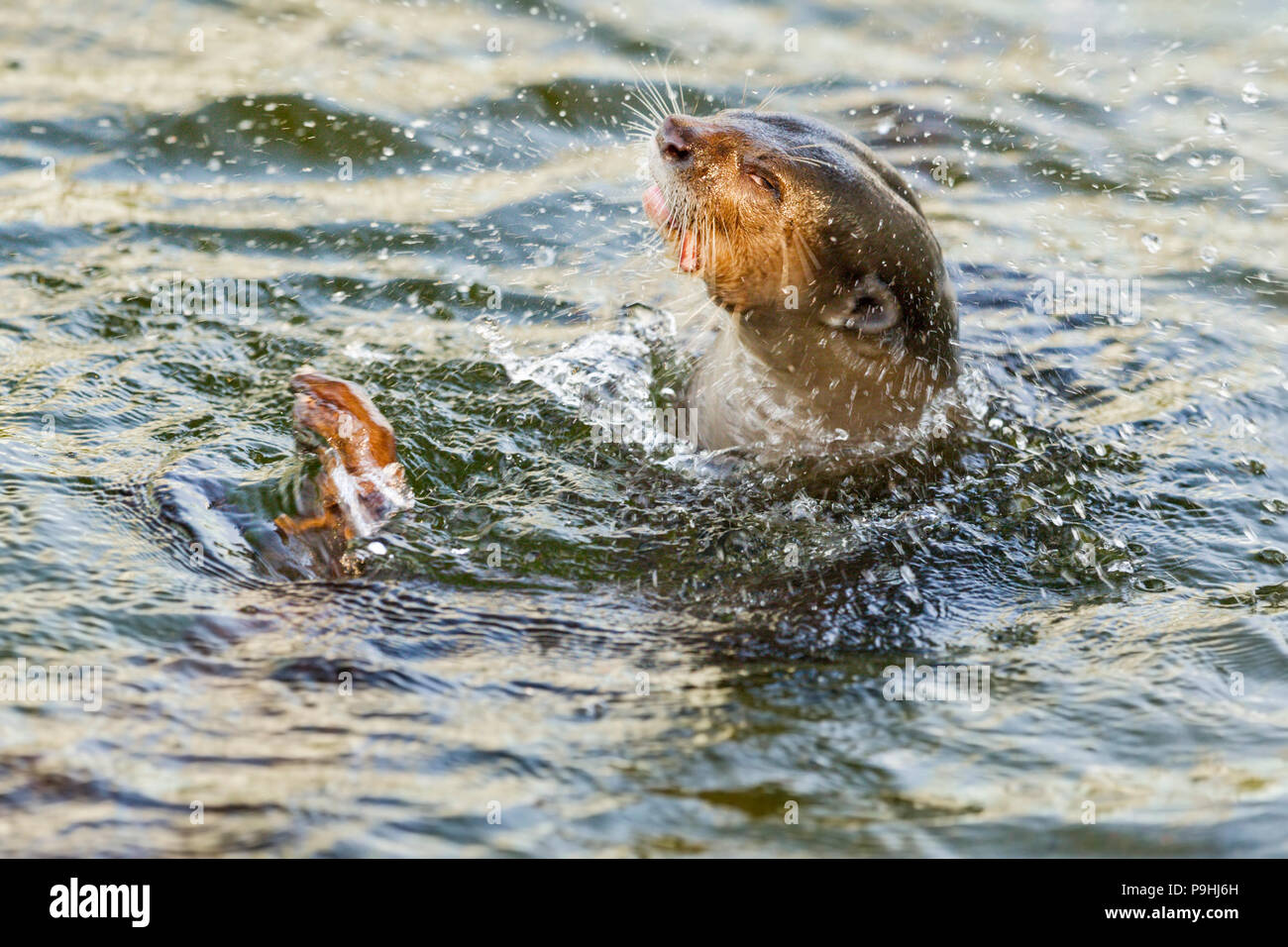 Bon, otter secouant l'eau de sa fourrure en milieu urbain, l'habitat de la rivière Singapour Banque D'Images