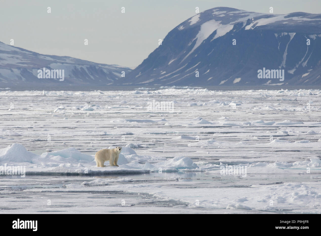 L'ours polaire sur la glace près de Svalbard Banque D'Images