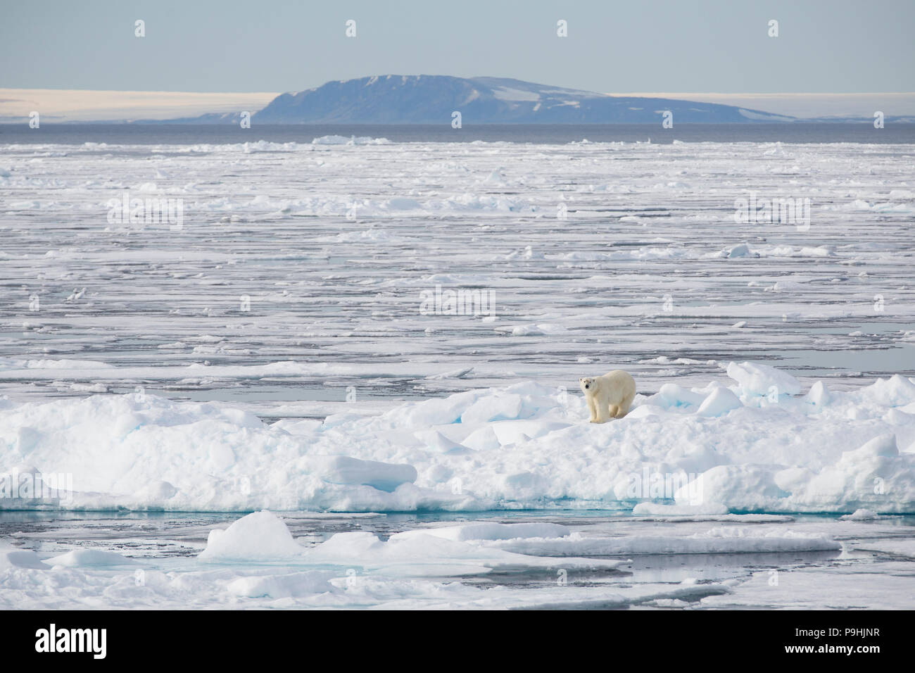 L'ours polaire sur la glace près de Svalbard Banque D'Images