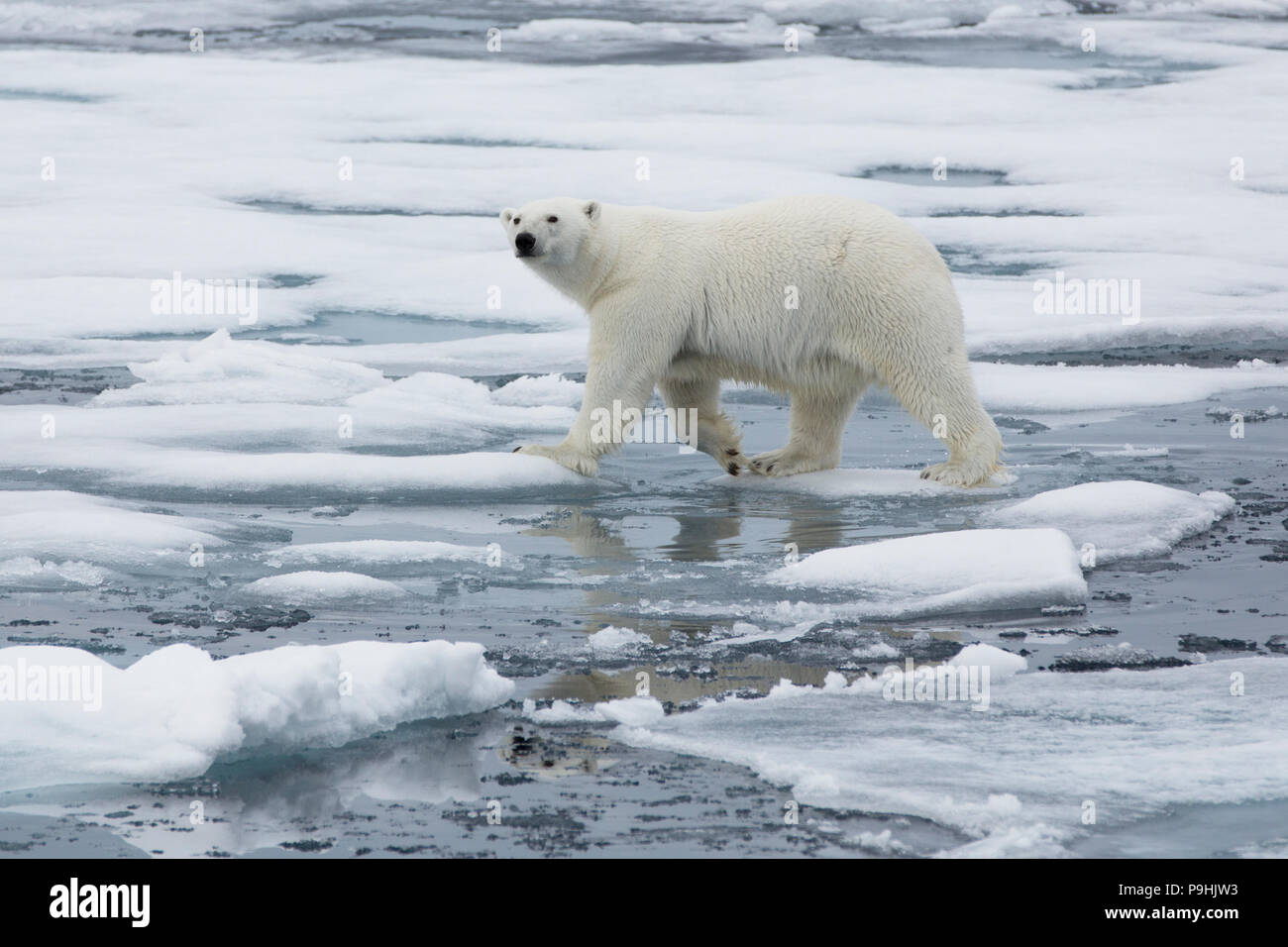 La marche de l'ours polaire sur une fine couche de la glace près de Svalbard Banque D'Images
