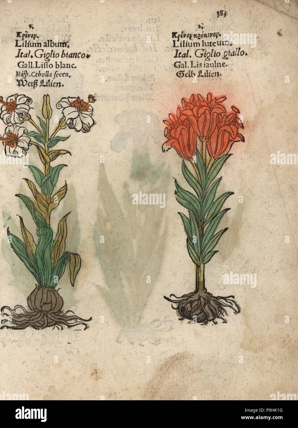 Le lys, lilium candidum, et lys orange, lilium bulbiferum. Gravure sur bois coloriée à la gravure d'une illustration botanique d'Adam Lonicer Krauterbuch's, ou de plantes médicinales, Francfort, 1557. Cette d'une édition pirate du 17e siècle ou des illustrations de l'atlas, avec légendes en latin, grec, français, italien, allemand, et en anglais manuscrit. Banque D'Images