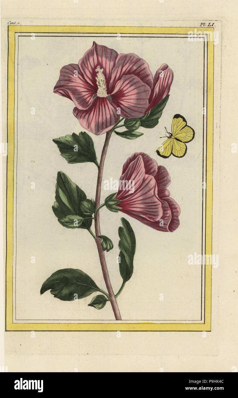 L'Althea en arbre. La mauve rose, Hibiscus syriacus. Assombri papillon, Colias philodice. Gravure coloriée de Pierre Joseph Buchoz' Collection precieuse et enluminee des fleurs les plus belles et les plus curieuses, qui se cultivent tant dans les jardins de la chine, que dans ceux de l'Europe, Paris, 1776. Banque D'Images