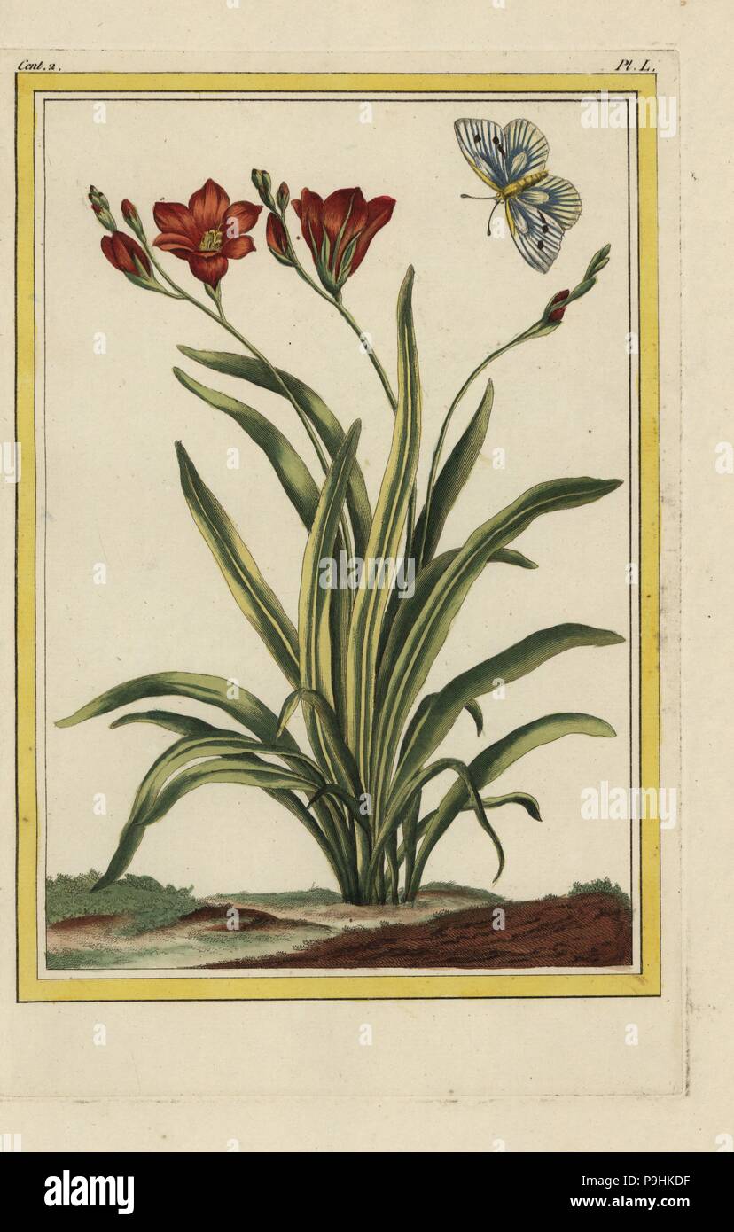 L'Ixia du Cap couleur de safran. Le maïs de l'Afrique, lily Tritonia crocata. Gravure coloriée de Pierre Joseph Buchoz' Collection precieuse et enluminee des fleurs les plus belles et les plus curieuses, qui se cultivent tant dans les jardins de la chine, que dans ceux de l'Europe, Paris, 1776. Banque D'Images