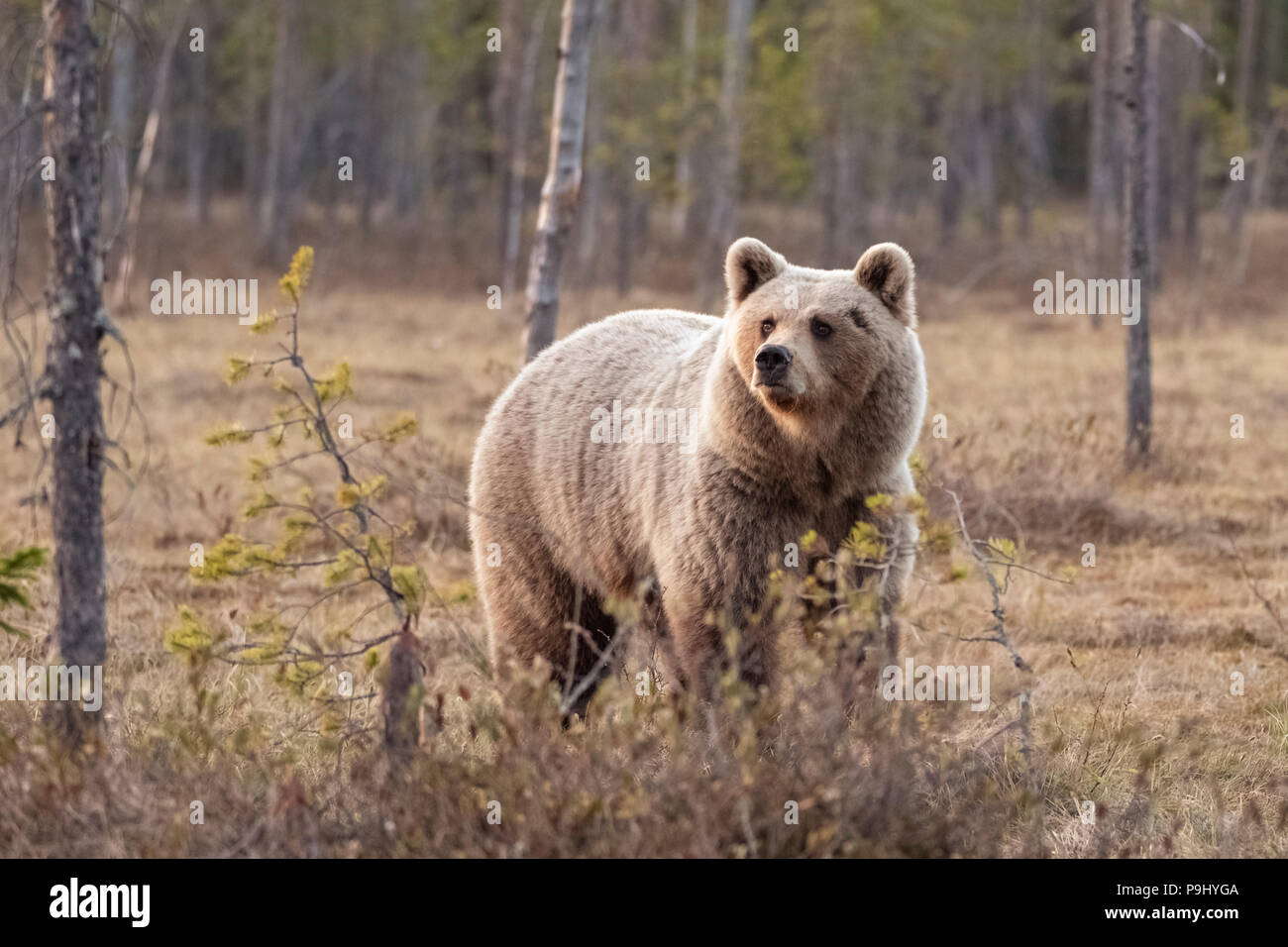 Ours brun eurasien dans la forêt en Finlande Banque D'Images