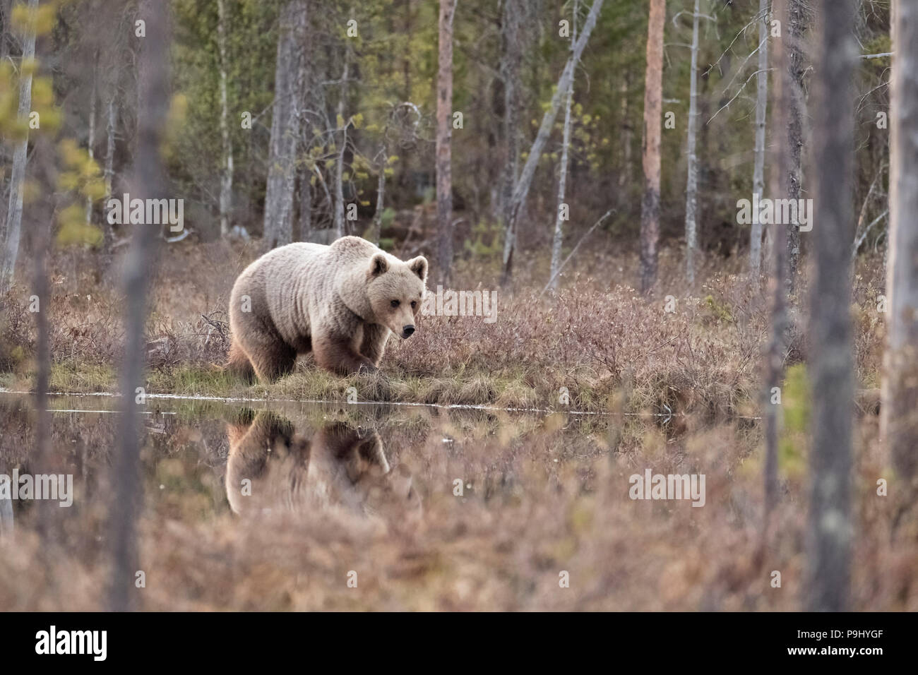 Ours brun eurasien dans la forêt en Finlande avec la réflexion dans le lac Banque D'Images