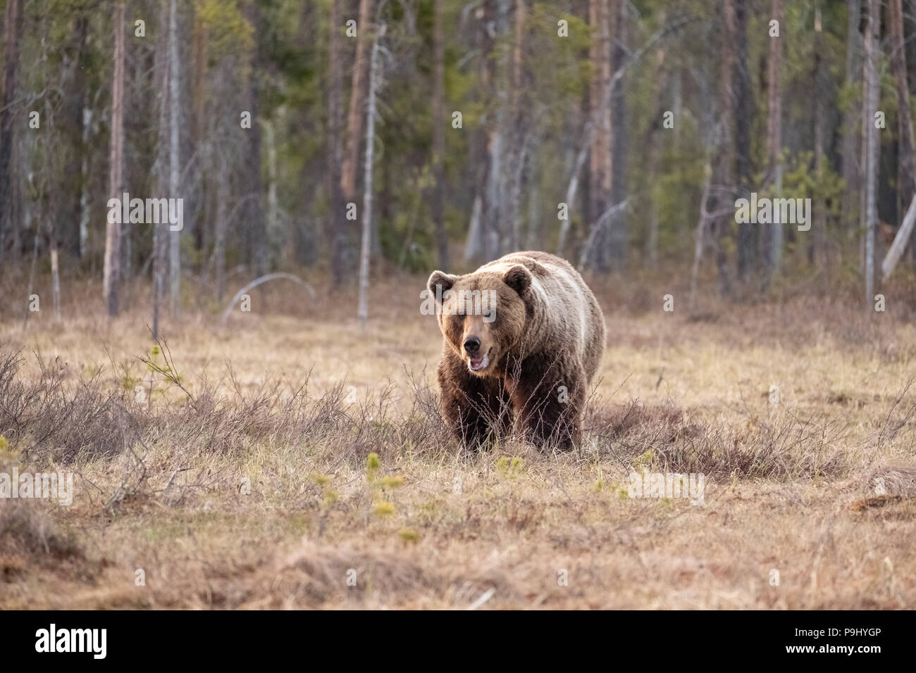 Ours brun eurasien dans la forêt en Finlande Banque D'Images