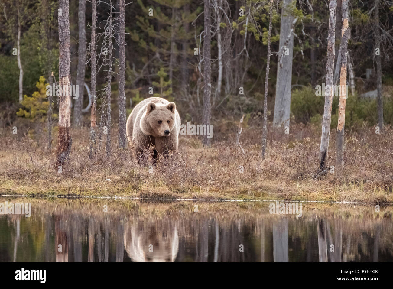 Ours brun eurasien dans la forêt en Finlande avec la réflexion dans le lac Banque D'Images