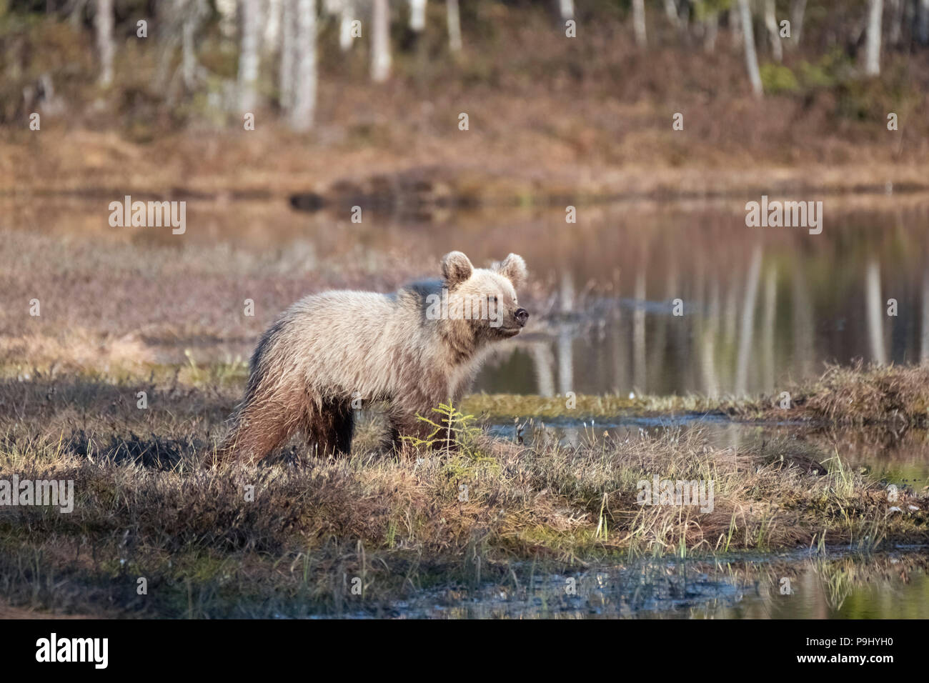 Les jeunes ours brun eurasien dans la forêt en Finlande Banque D'Images