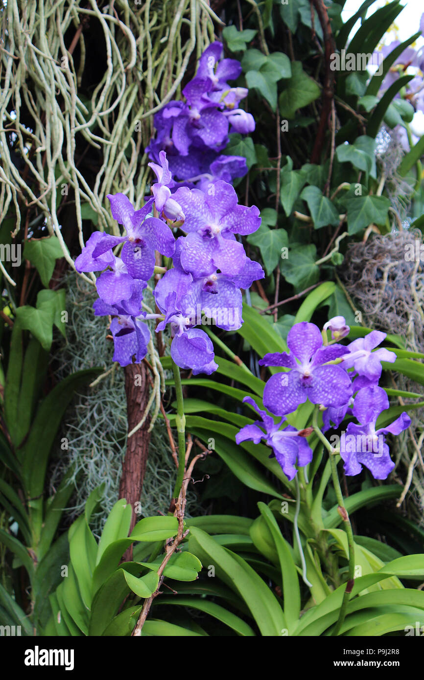 Une grappe de fleurs orchidées Vanda coerulea avec les verts et les racines  d'orchidées dans l'arrière-plan Photo Stock - Alamy