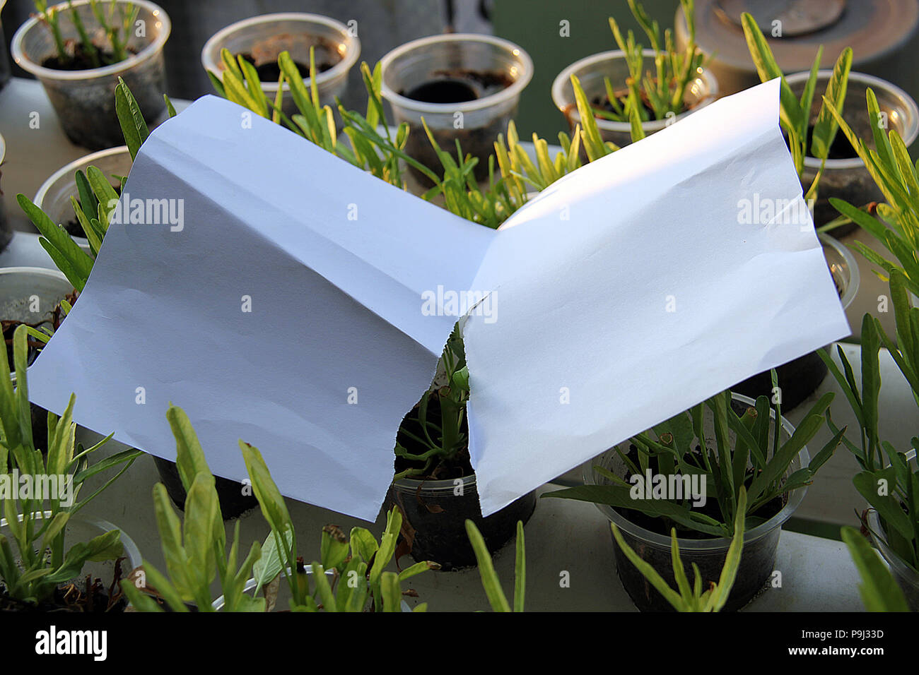 Papier qui a été déchiré dans la moitié Banque D'Images