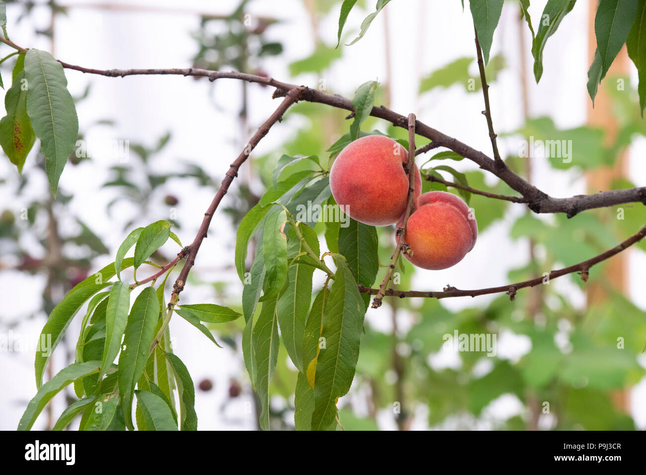 Prunus persica 'Avalon pride'. Peach 'Avalon pride' sur un arbre à la RHS Hampton Court Flower Show 2018. London, UK Banque D'Images