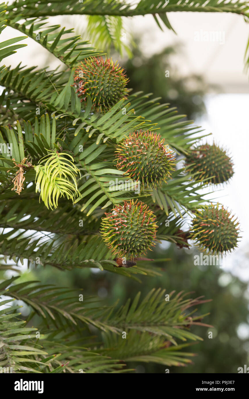 Wollemia nobilis. Le feuillage des arbres du pin Wollemi et cônes femelle rond Banque D'Images