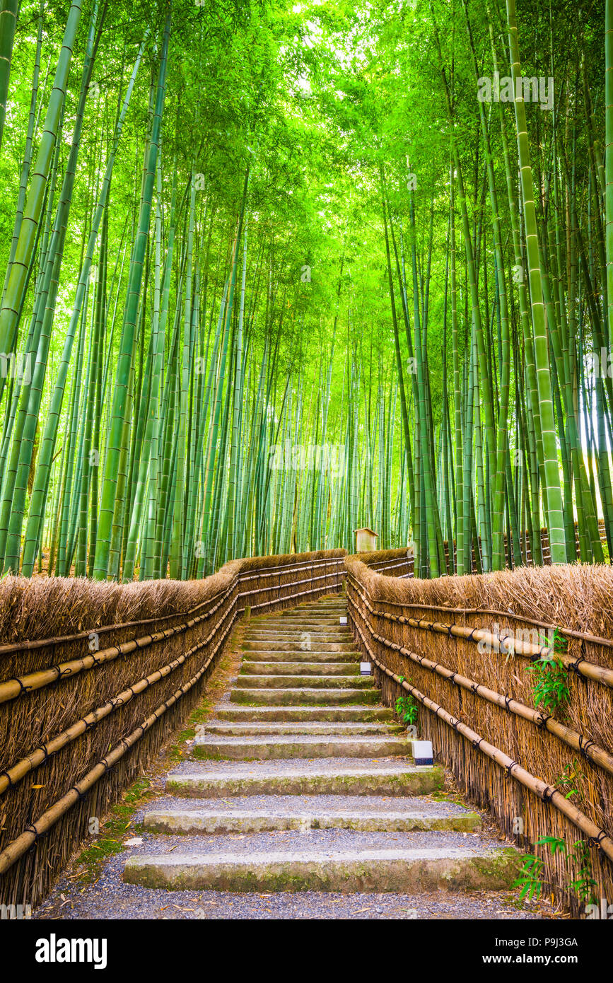 Kyoto, au Japon, dans la forêt de bambou. Banque D'Images