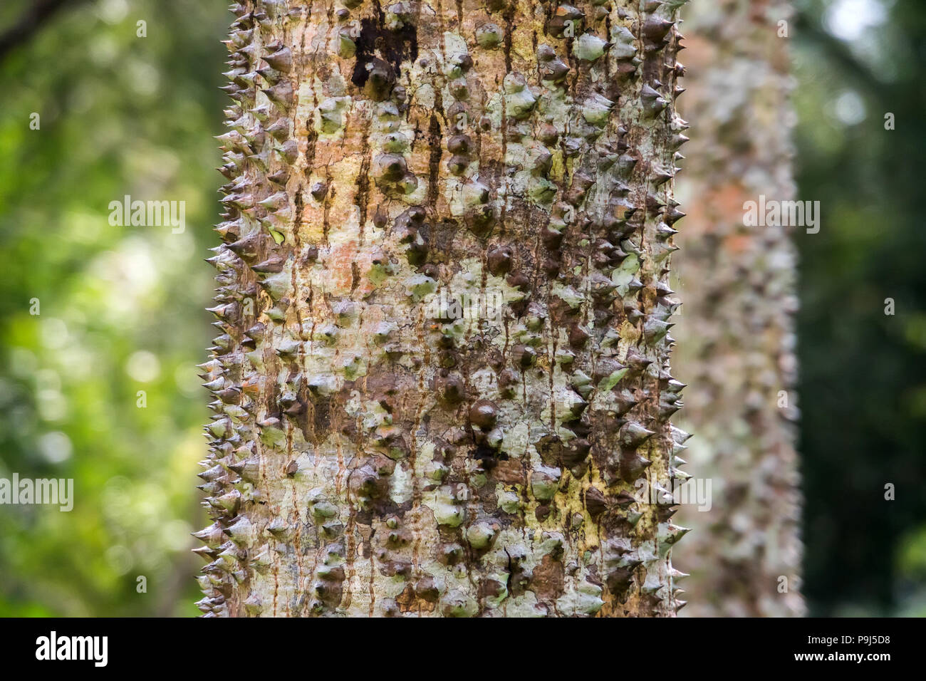 Closeup texture fine et surface du tronc de kapokier, arbre de coton de soie rouge, bombax ceiba arbre dans la forêt Banque D'Images