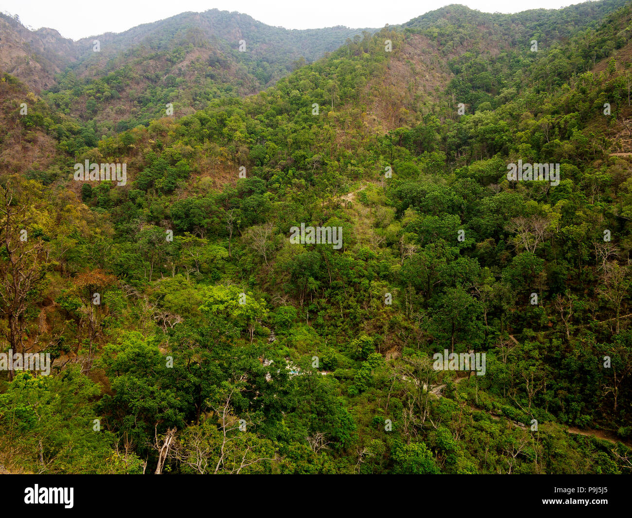 Jungle dense à Nandhour Kumaon Hills, vallée, Uttarakhand, Inde Banque D'Images