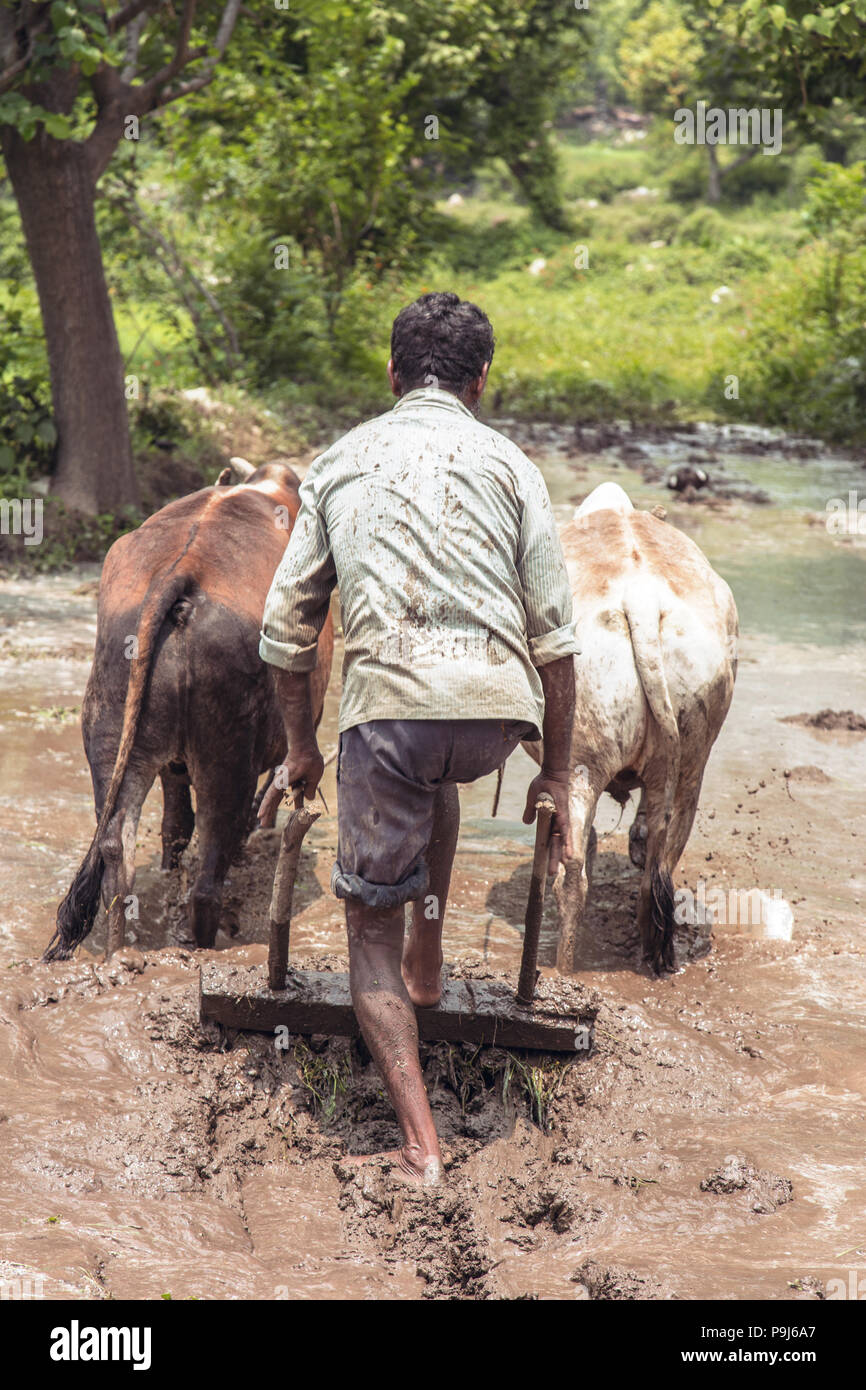 La préparation et la mise à niveau des agriculteurs indiens un nouveau champ de riz à l'aide d'un niveau tirées par des bœufs Banque D'Images