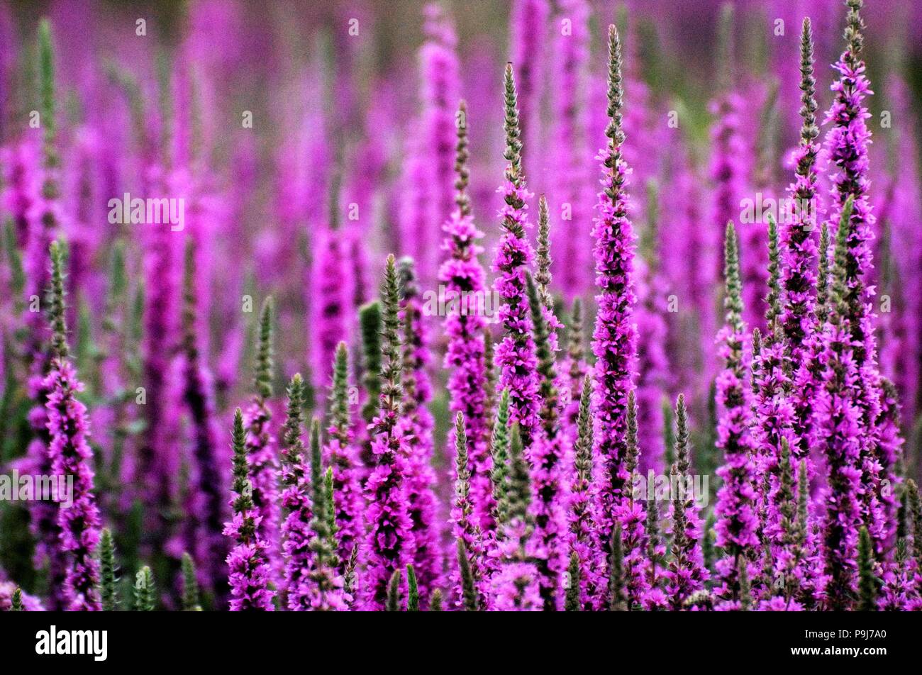 La Salicaire (Lythrum salicaria) Banque D'Images