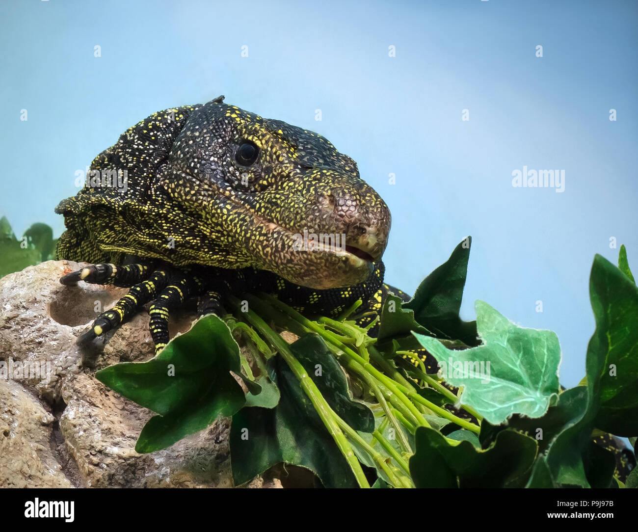 Varan salvadorii est assis sur un arbre et de pierres Banque D'Images
