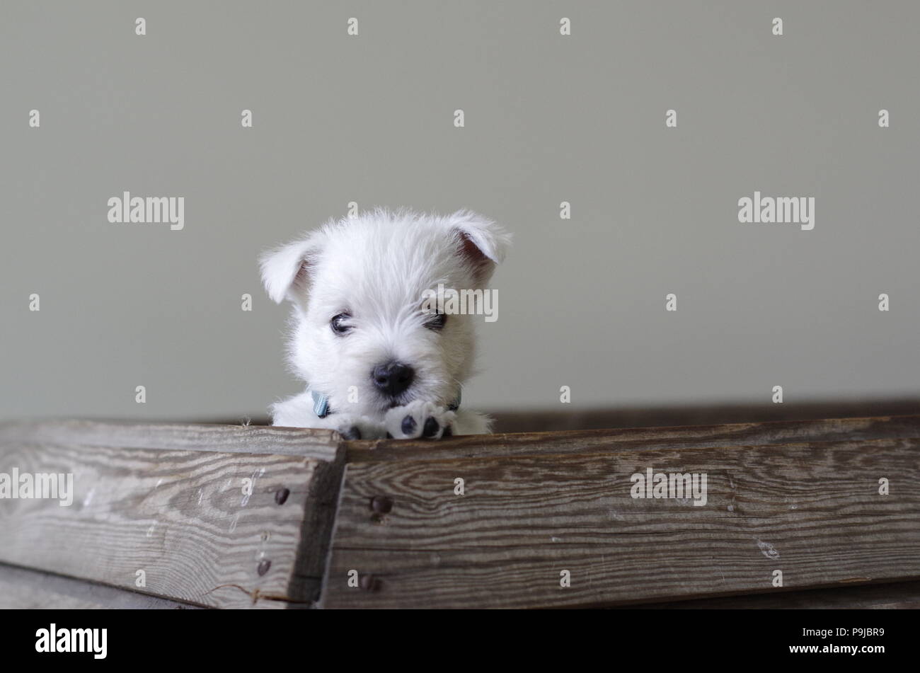 Mignon et beau Westie chiot avec un col bleu à la sortie de son nid Banque D'Images