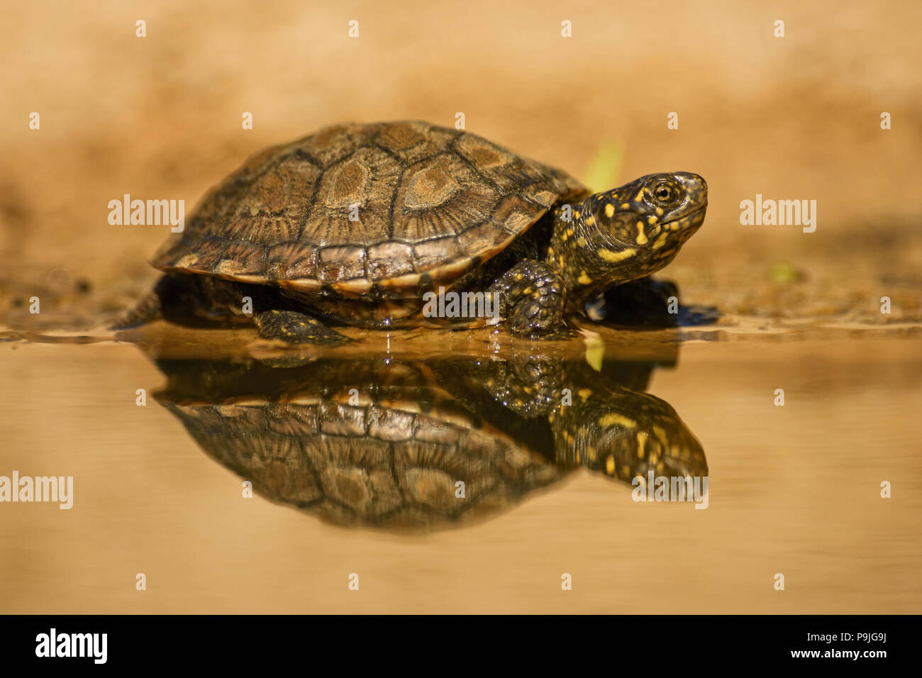 Tortue de l'Europe - Emys orbicularis, belle disparition turle depuis l'Europe l'eau douce et des marais. Banque D'Images