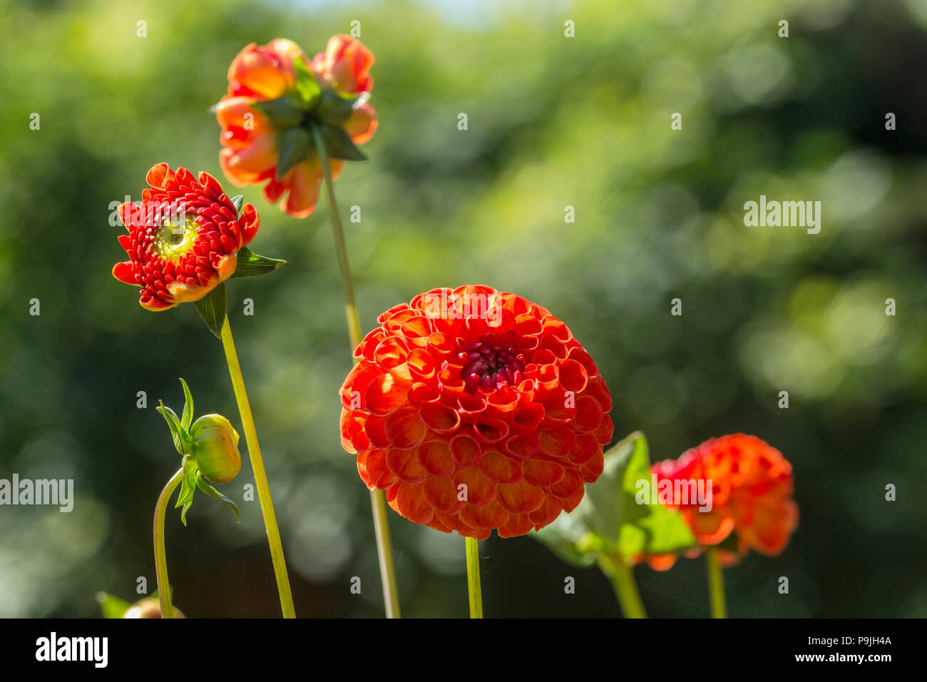 Orange profond petite pom pom miniatures dahlia, dahlia, ball Banque D'Images