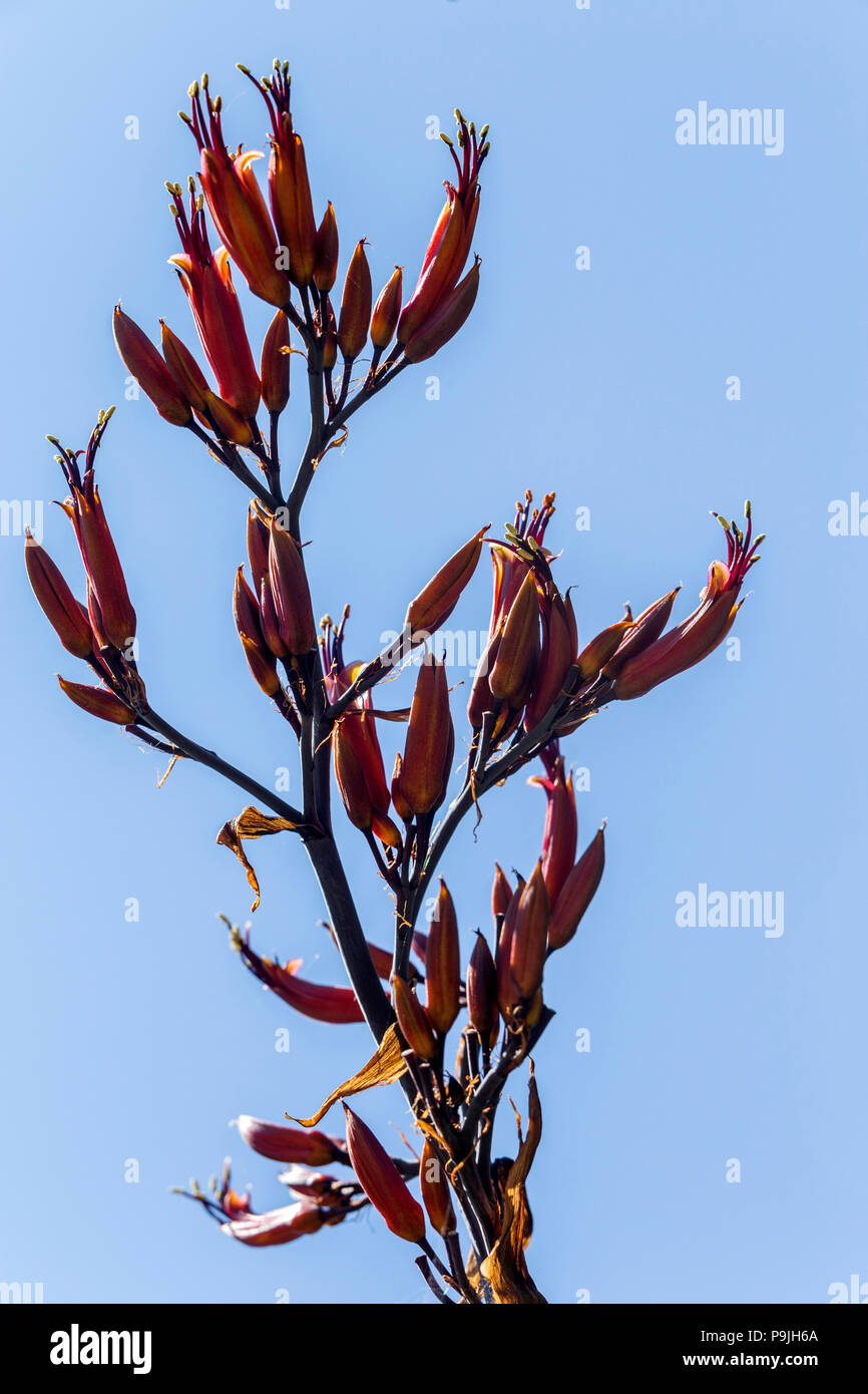 Phormium tenax 'Variegata' en fleur, contre un ciel bleu Banque D'Images