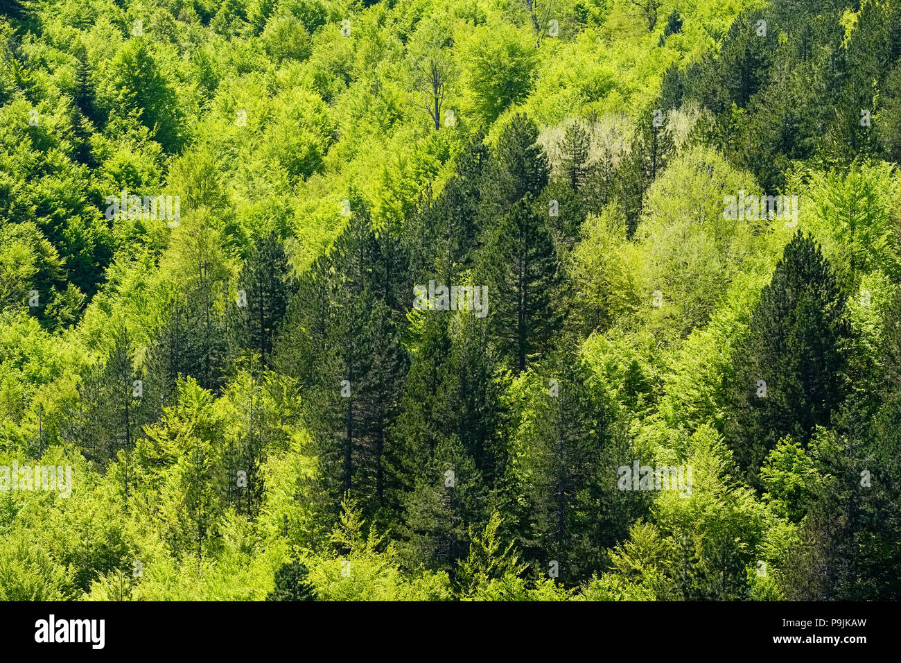 Forêt mixte, Morava Montagnes, région de Korça, Korca, Albanie Banque D'Images
