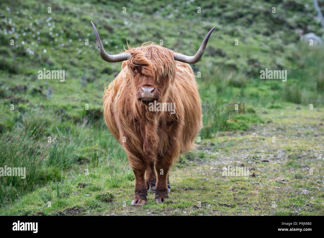 Scottish Highland bovins (Bos taurus) sur un pâturage, île de Skye, Hébrides intérieures, Ecosse, Royaume-Uni Banque D'Images