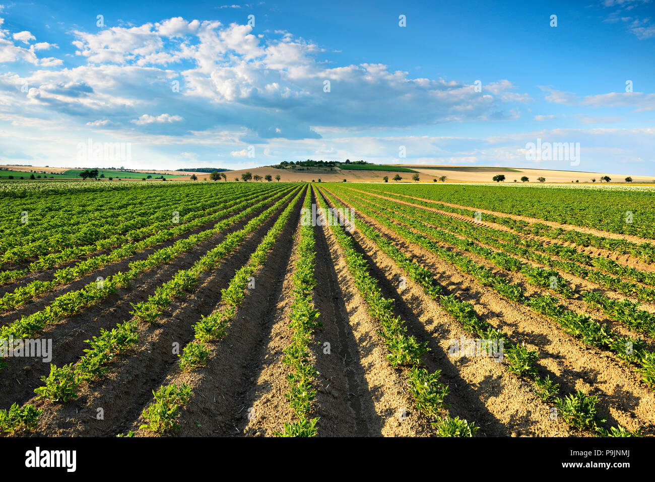 Les sillons du champ sur un champ de pommes de terre en été, Burgenlandkreis, Saxe-Anhalt, Allemagne Banque D'Images