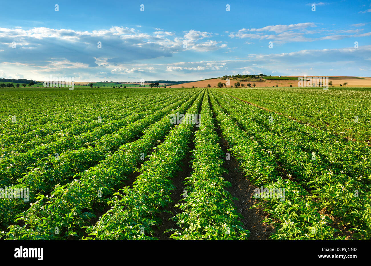 Champ de pommes de terre en fleurs en été, Burgenlandkreis, Saxe-Anhalt, Allemagne Banque D'Images