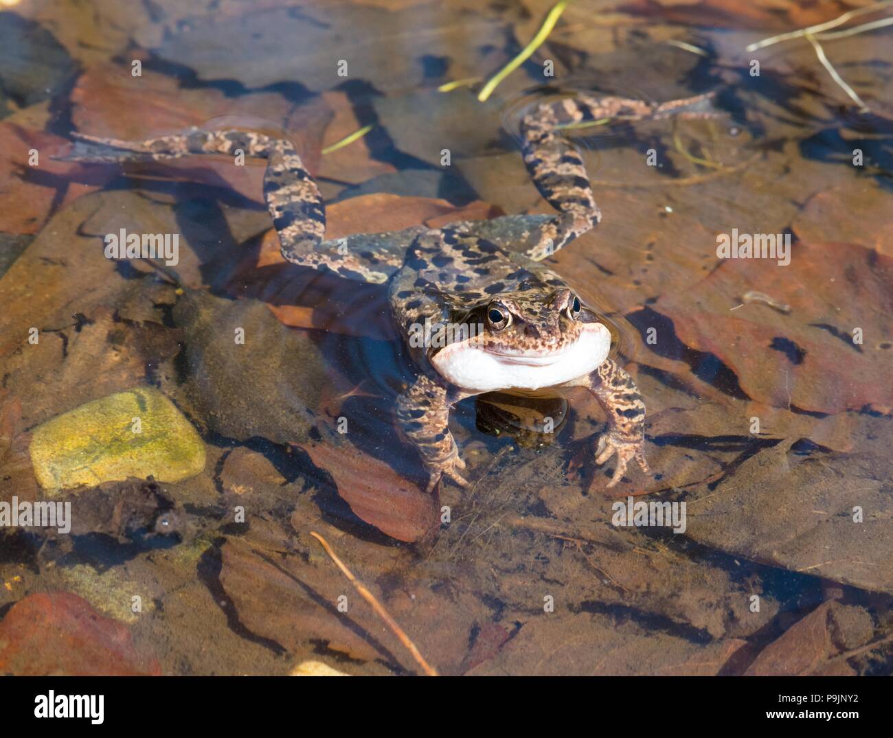 Grenouille rousse (Rana temporaria) quacking dans un étang, Ilsenburg (Harz), Nordharz, Saxe-Anhalt, Allemagne Banque D'Images