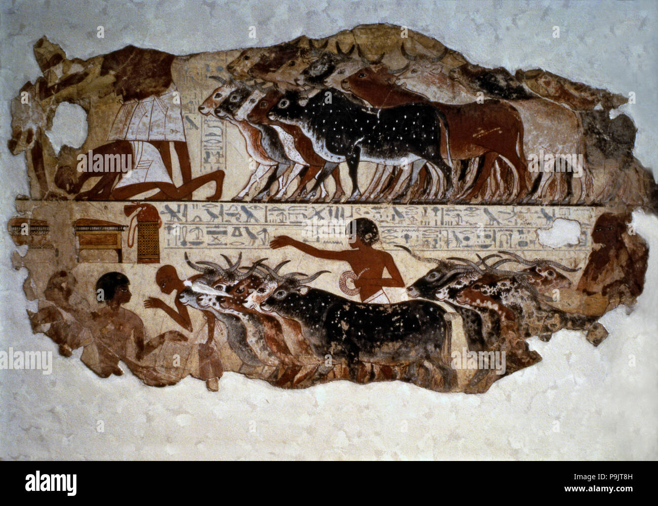 L'inspection des bovins. Fresque de la tombe de Nebamun à Thèbes. Banque D'Images