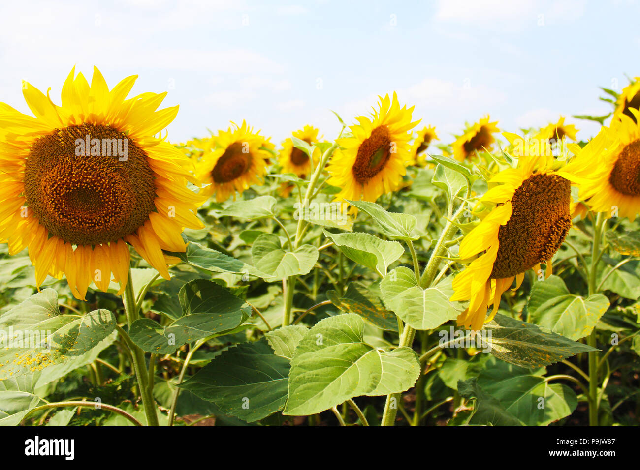 Belle fleur de tournesol avec le pétale jaune pousse dans domaine Banque D'Images