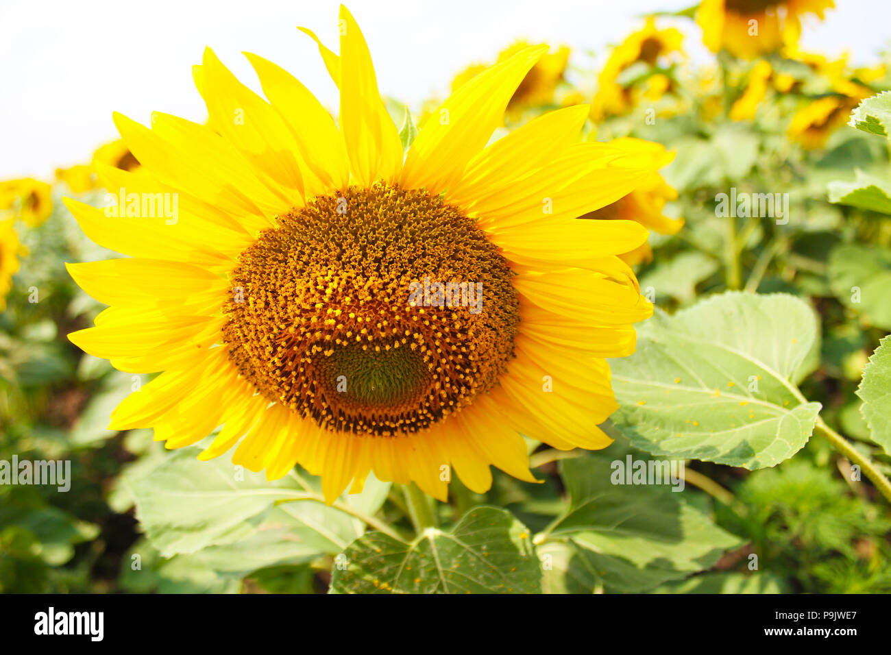 Belle fleur de tournesol avec le pétale jaune pousse dans domaine Banque D'Images