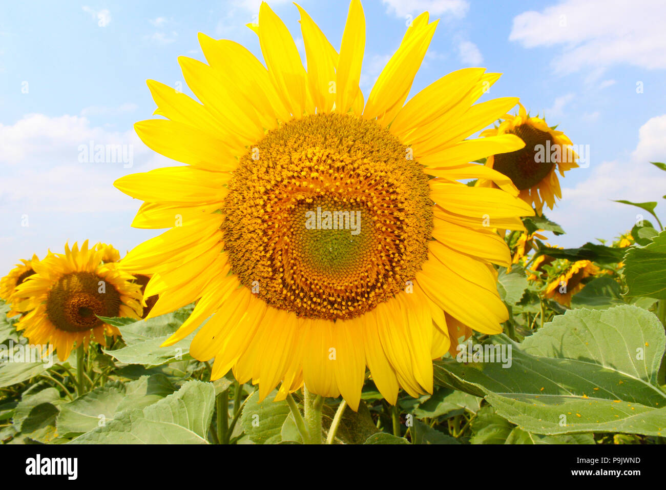 Belle fleur de tournesol avec le pétale jaune pousse dans domaine Banque D'Images