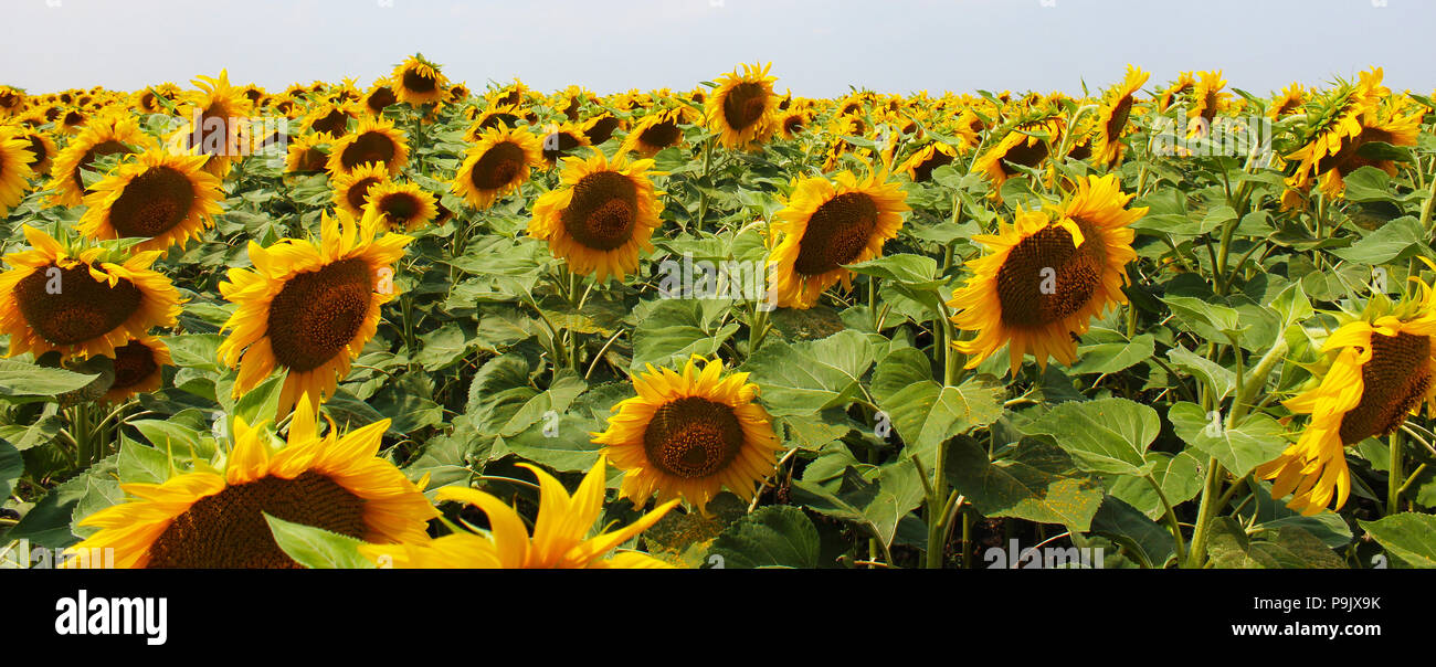 Belle fleur de tournesol avec le pétale jaune pousse dans domaine Banque D'Images