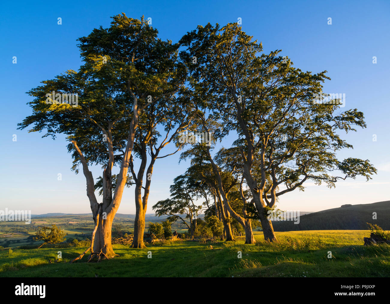 La lumière du soleil du soir sur l'avenue de hêtres sur Linley Hill, Shropshire. Banque D'Images