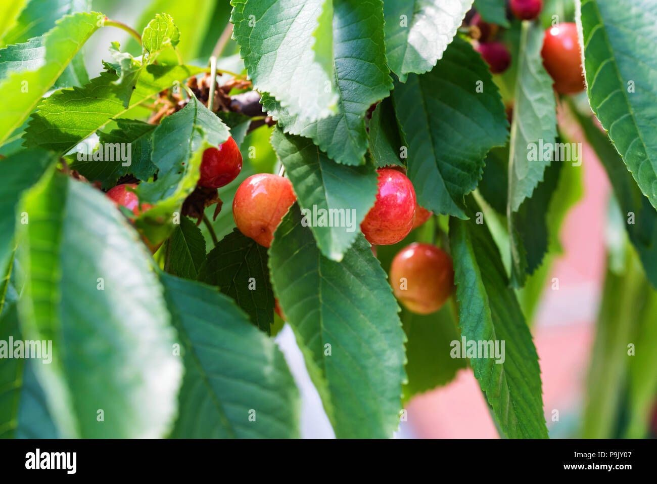 Les cerises mûres sur la branche rose Banque D'Images